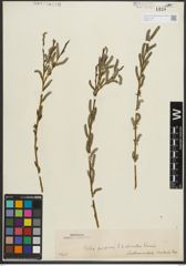 Foto von Salix purpurea L.